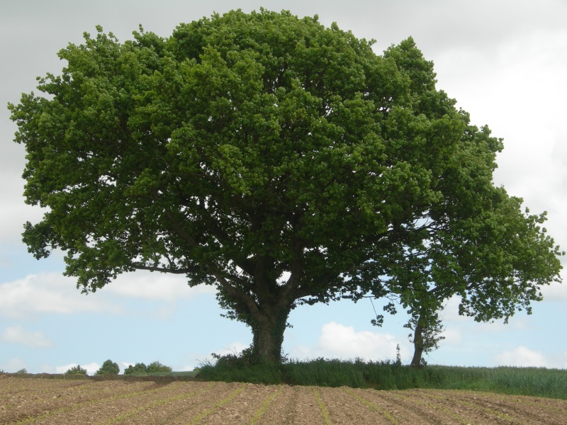 Mon arbre préfèré Dscn0312