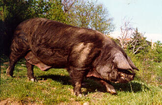 C'est autre chose que nos affreux élevages bretons! A_porc10