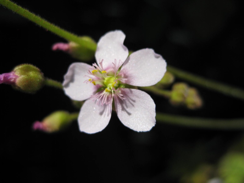 fleurs de droséras. D_venu10