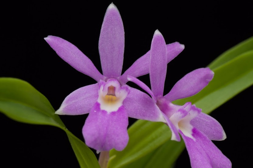 Epidendrum centropetalum _dsc0021