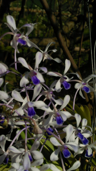 Vanda coerulescens Imag0916