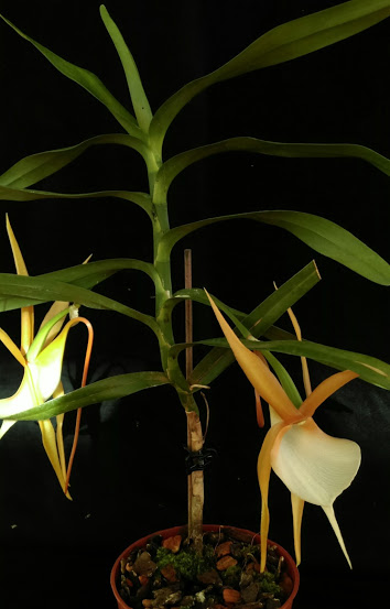 Angraecum vigueri Imag0917