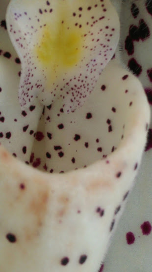 Paphiopedilum Conco-bellatulum (bellatulum x concolor) Imag0919