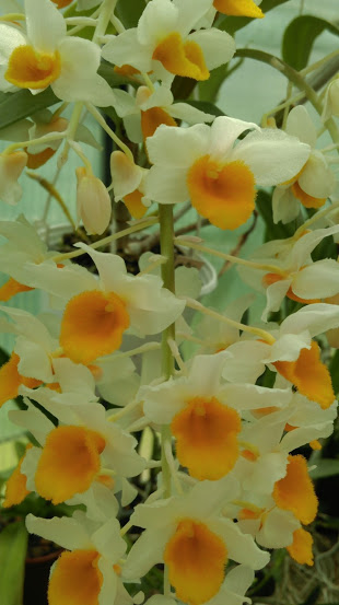 Dendrobium thyrsiflorum Imag0933