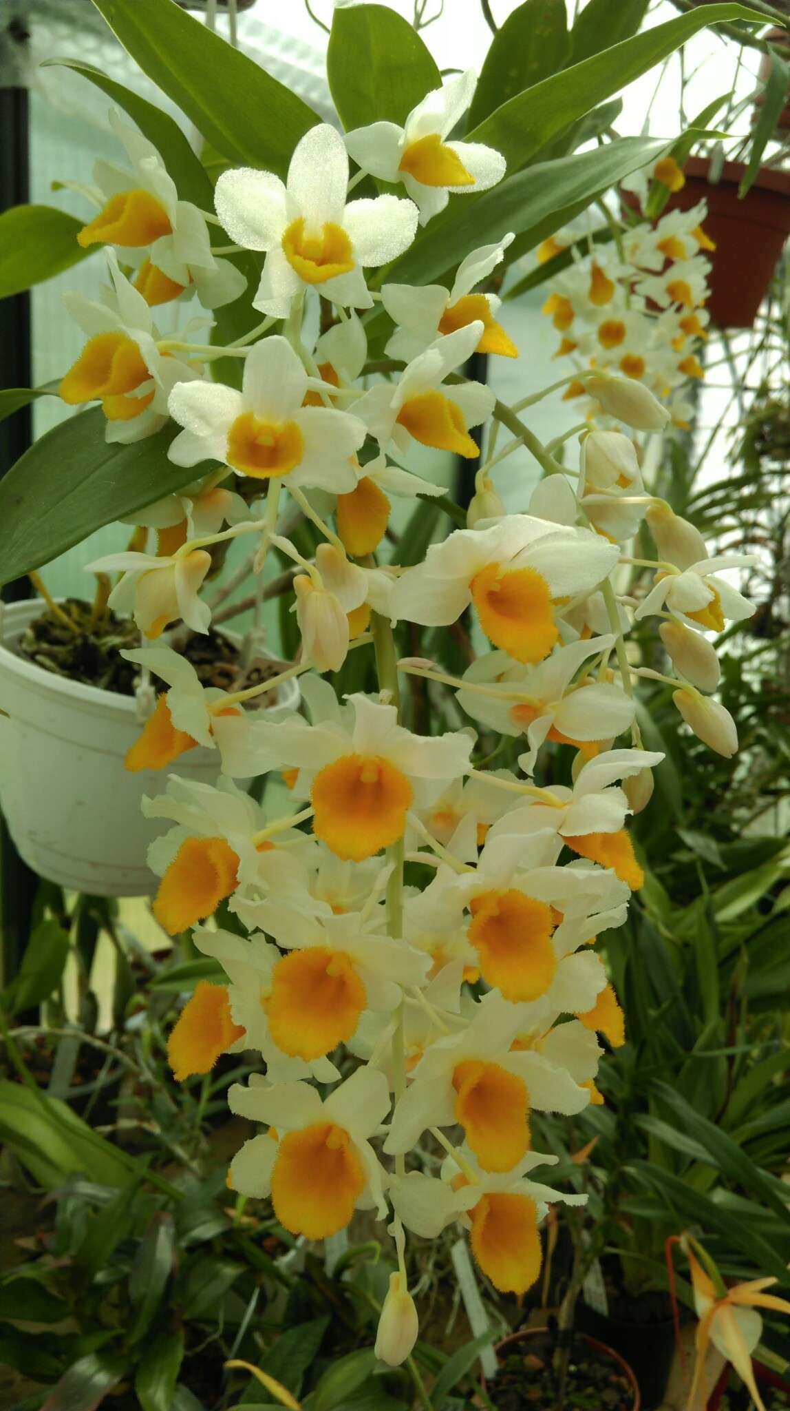 Dendrobium thyrsiflorum Imag0936