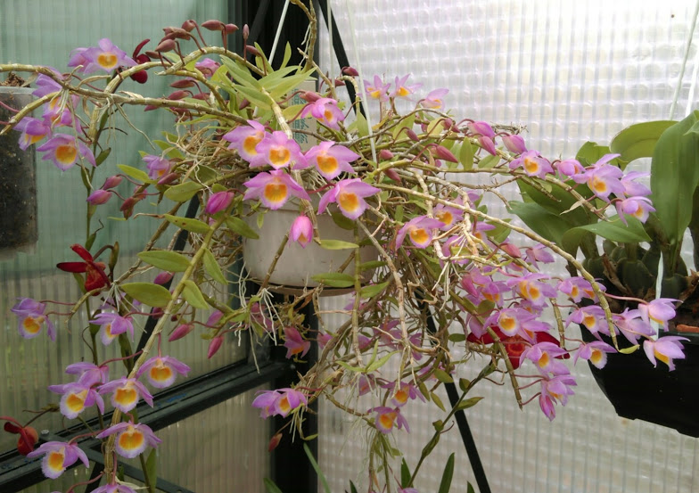 Dendrobium loddigesii Imag1016