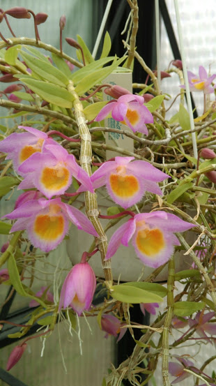Dendrobium loddigesii Imag1018