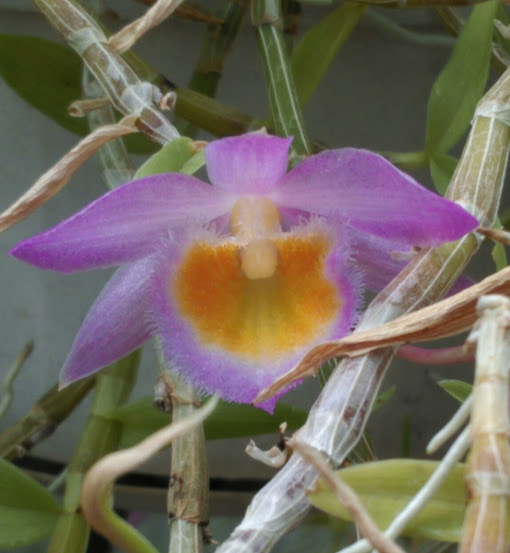 Dendrobium loddigesii Imag1019