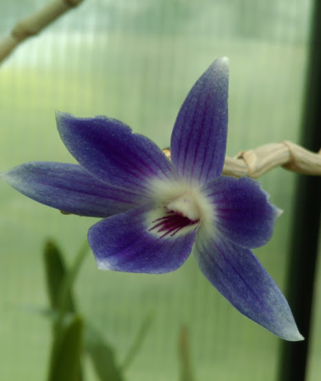 Dendrobium victoriae-reginae Imag1020