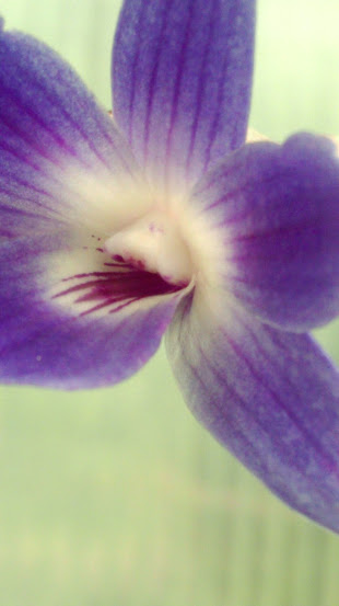 Dendrobium victoriae-reginae Imag1021