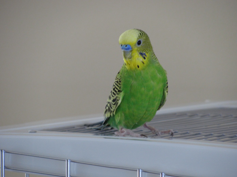 Voici Youki ! Img_5311