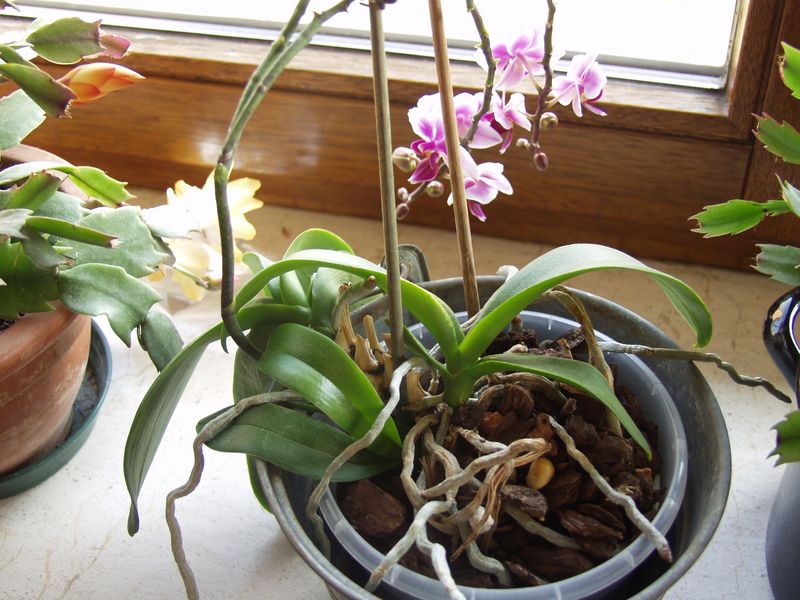 Orchideen 2011 - 2015 Teil 1 - Seite 89 Orchid10