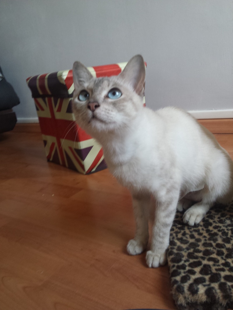 MISCHA (Pearl) 20150511