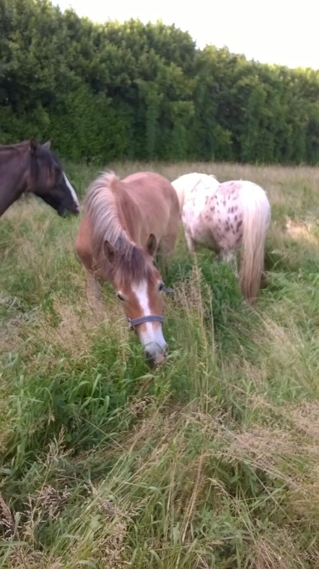 Poulain 1 an A-B*Haflinger Wp_20110