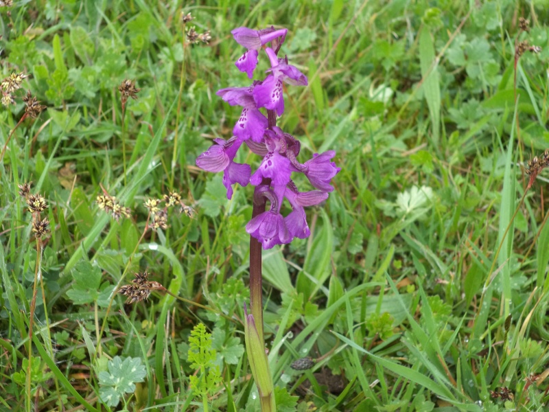 saison orchidophile 2015 Dsc00710