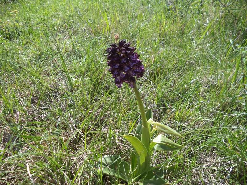 Orchis purpurea Dsc00752