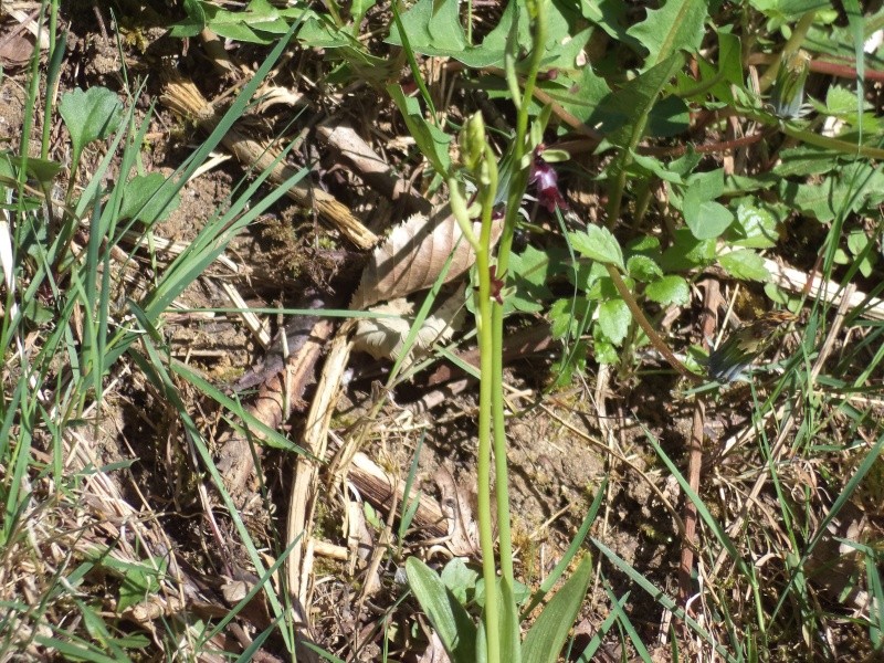 Ophrys insectifera Dsc00813