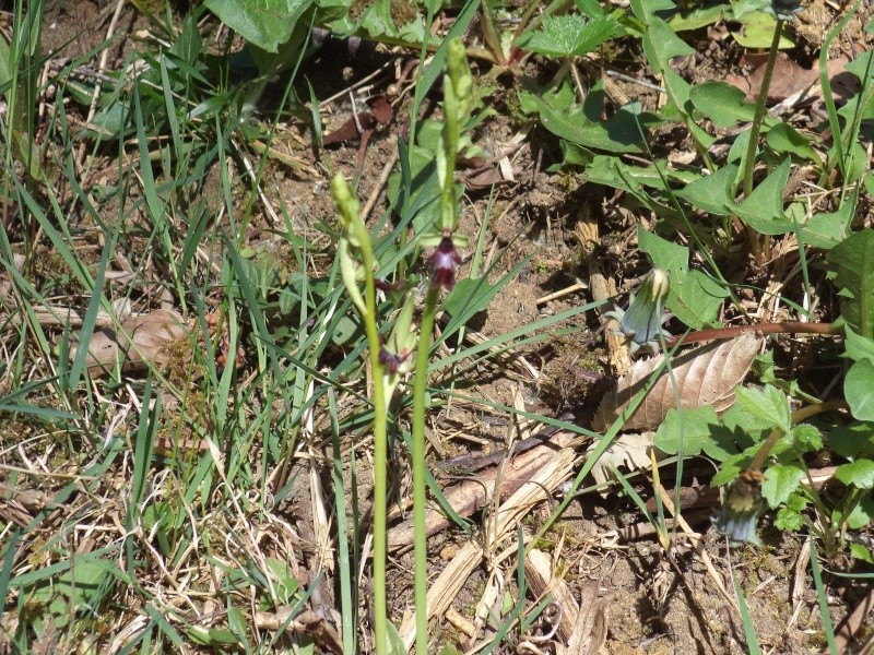 Ophrys insectifera Dsc00814