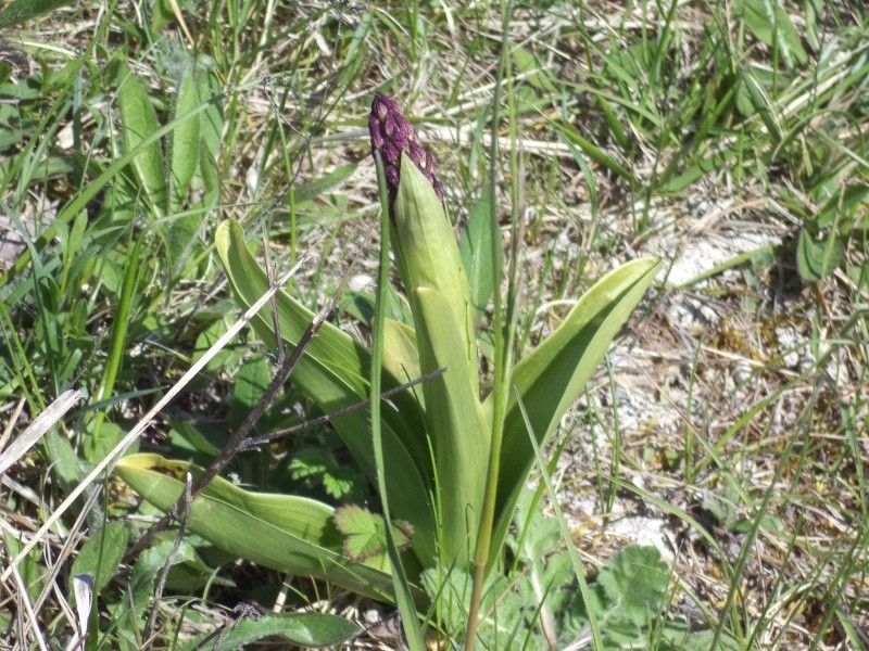 Orchis purpurea Dsc00815