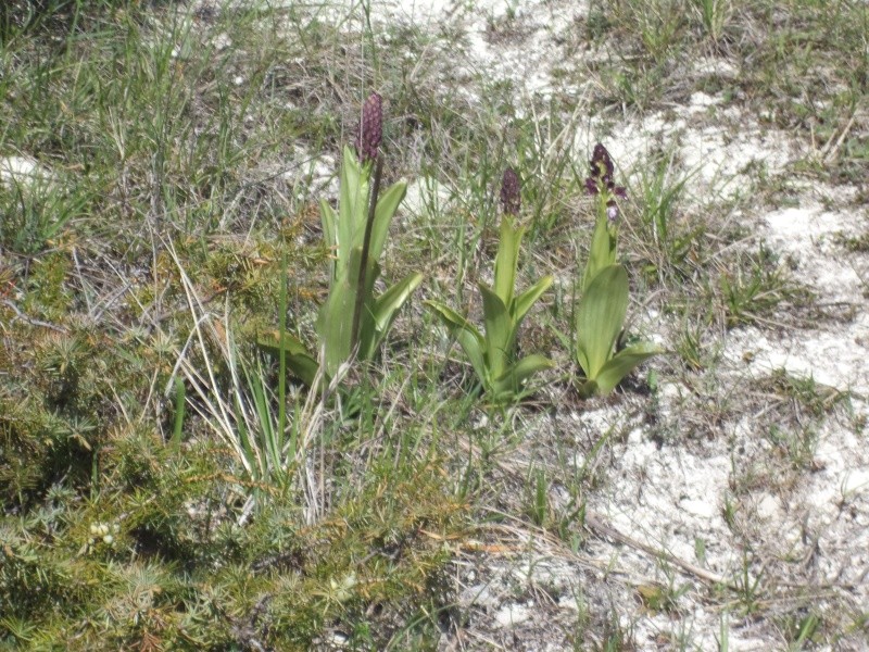 Orchis purpurea Dsc00816