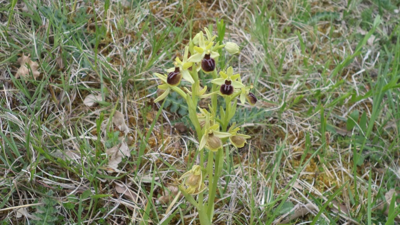 les orchidées du jour Dsc00818