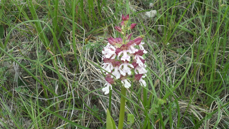 les orchidées du jour Dsc00821