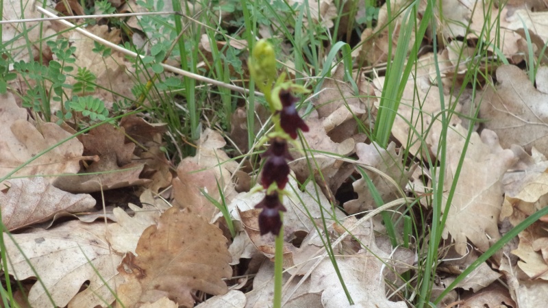 les orchidées du jour Dsc00828