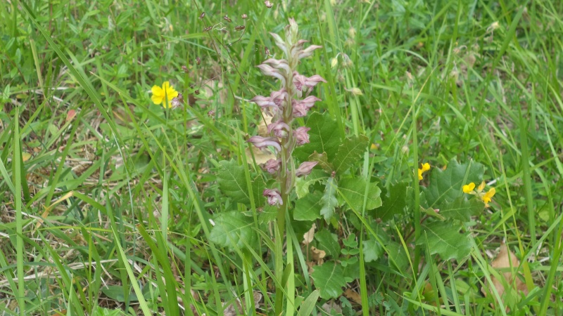 les orchidées du jour - Page 2 Dsc01117