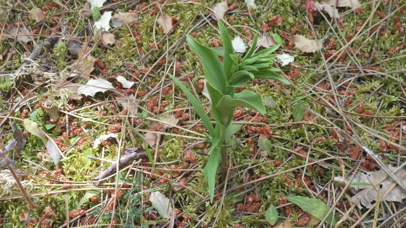 les orchidées du jour Dsc01120