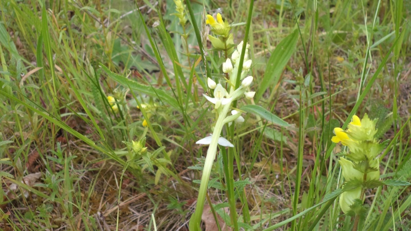 saison orchidophile 2015 - Page 4 Dsc01129