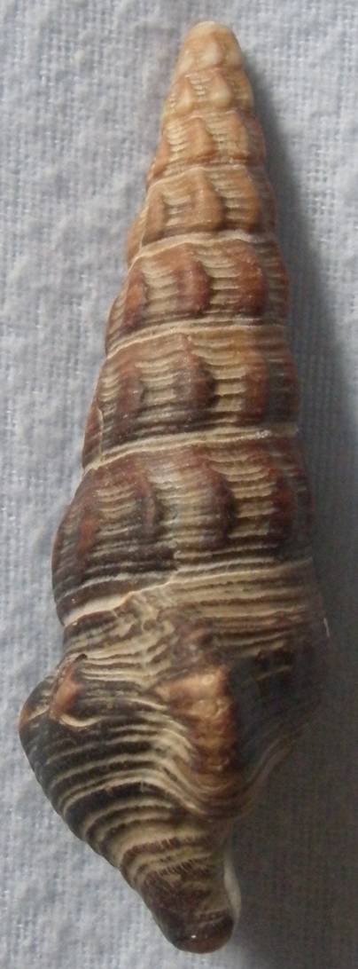 Batillariidae - Pyrazus ebeninus (Bruguière, 1792) 71mm_m10