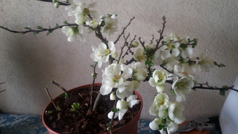 Chaenomeles (長寿梅) choujubai 20150314