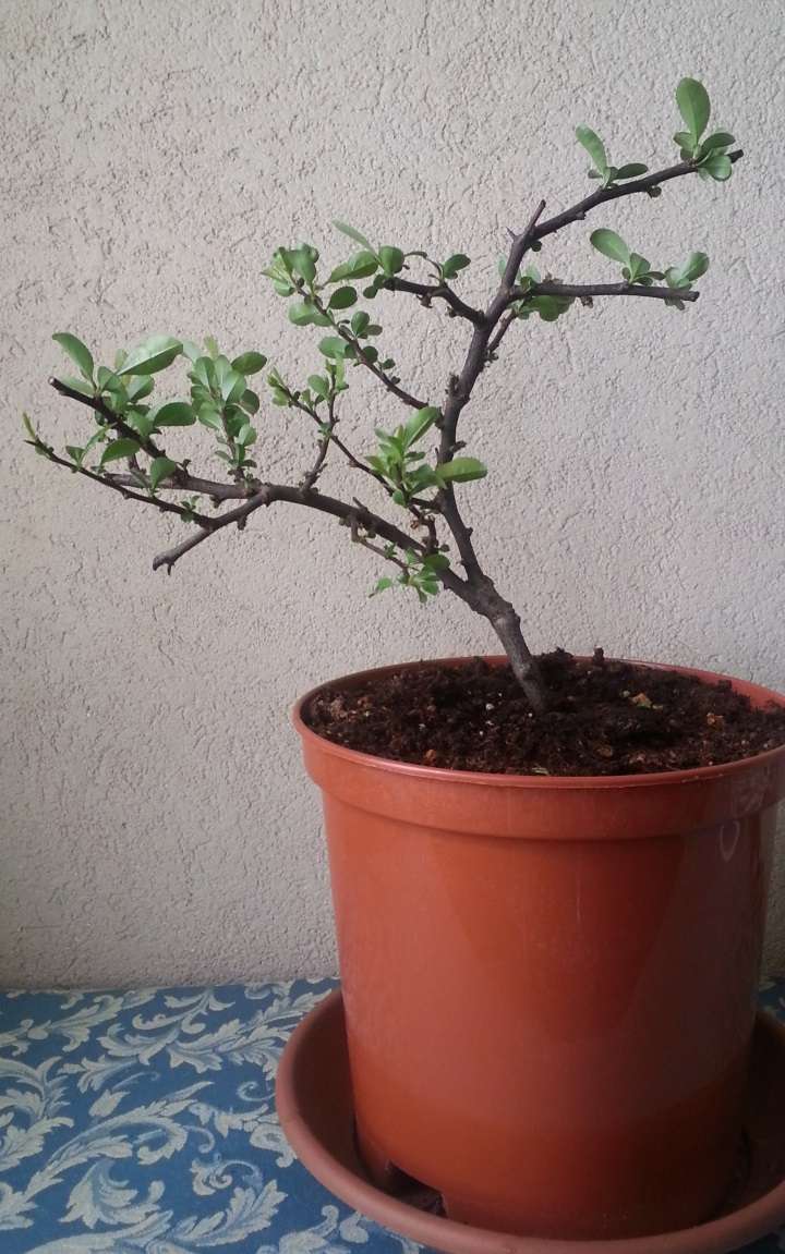 Chaenomeles (長寿梅) choujubai 20150410