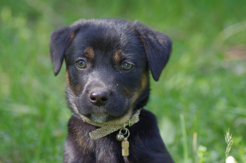 JUIN : Gaïa, femelle croisée beauceron, 2 mois 11229310