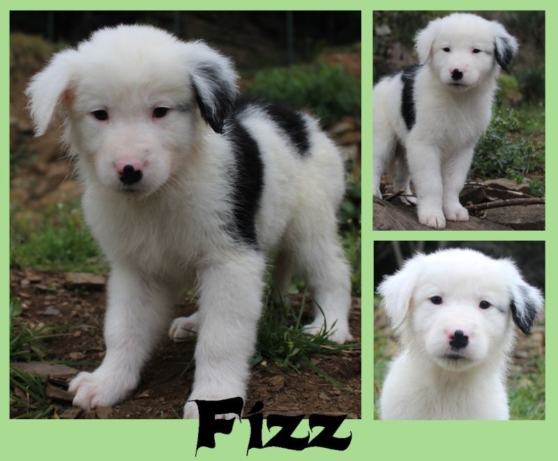 AVRIL : Fizz, mâle croisé Border Collie, 2 mois Fizz10