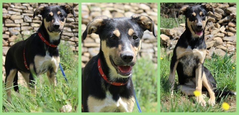 MAI : Lena, femelle croisée race moyenne, 5 mois Lena10