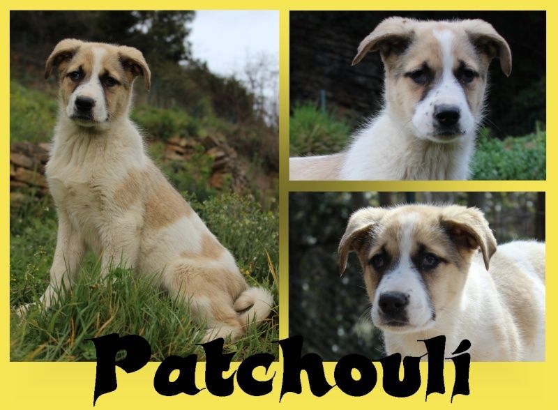 AVRIL : Patchouli, femelle Mâtin Espagnol, 3 mois Patcho10