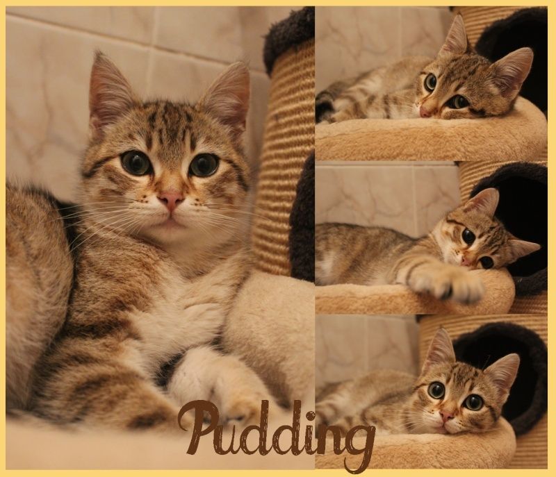 MARS : Pudding, chaton mâle européen tigré, 3 mois Puddin10