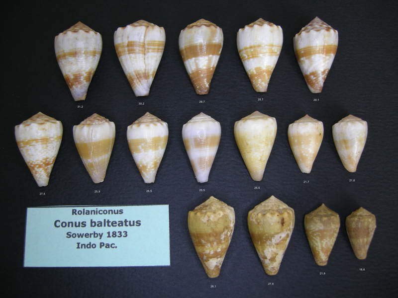 Conus (Floraconus) balteatus  (G. B. Sowerby I, 1833) - Page 2 Baltea10