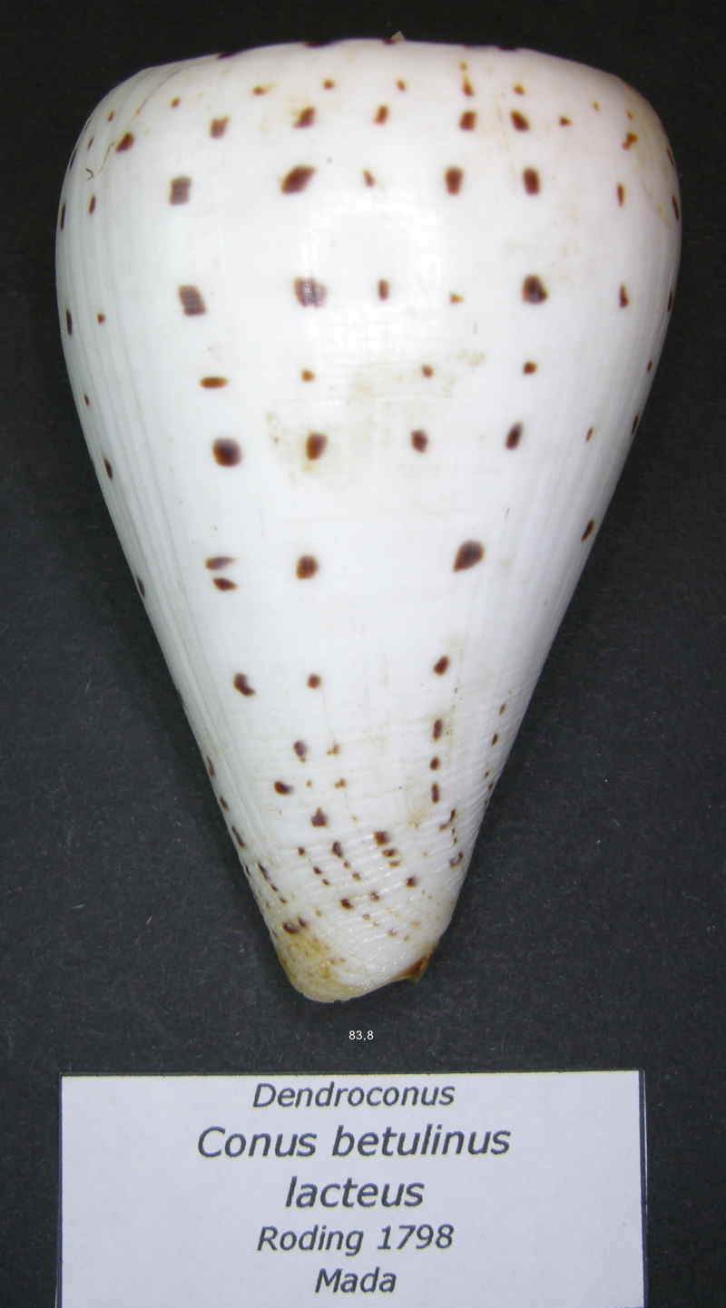 Conus (Dendroconus) betulinus  Linnaeus, 1758 - Page 5 Betuli11