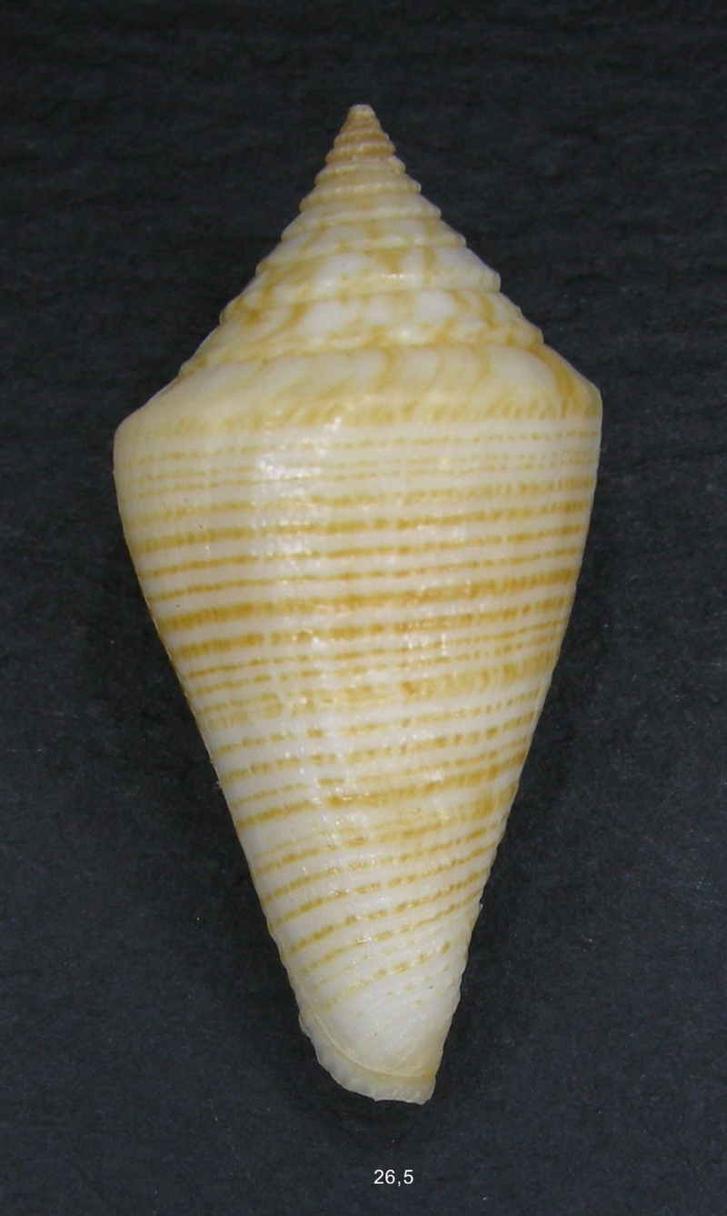 Conus (Splinoconus) voluminalis Reeve, 1843 - Page 2 Filici10