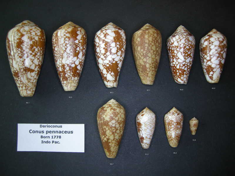 Conus (Darioconus) pennaceus Born, 1778 - Page 2 Pennac11