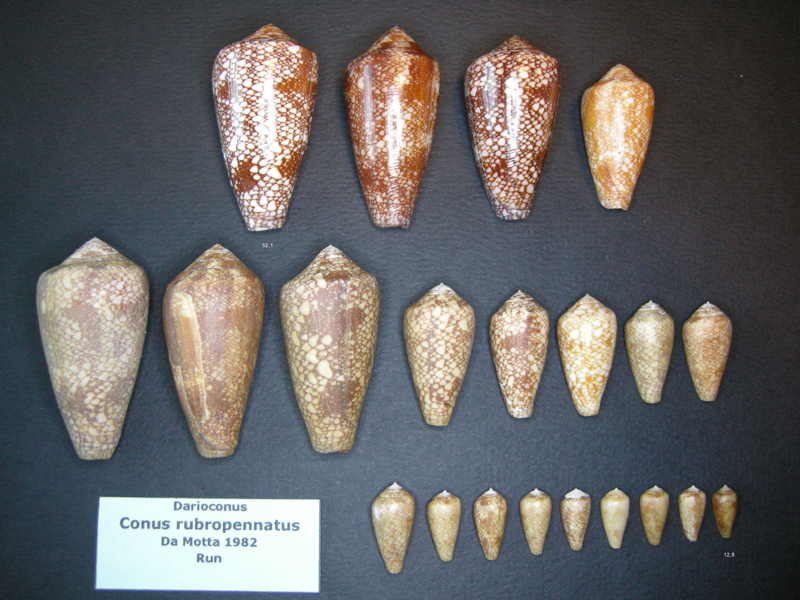 Conus (Darioconus) pennaceus rubropennatus da Motta, 1982 voir Conus (Darioconus) pennaceus Born, 1778 Pennac12