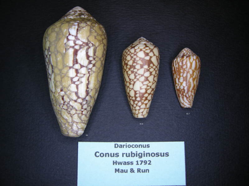 Conus (Darioconus) episcopus rubiginosus   Melvill, 1900 Pennac13