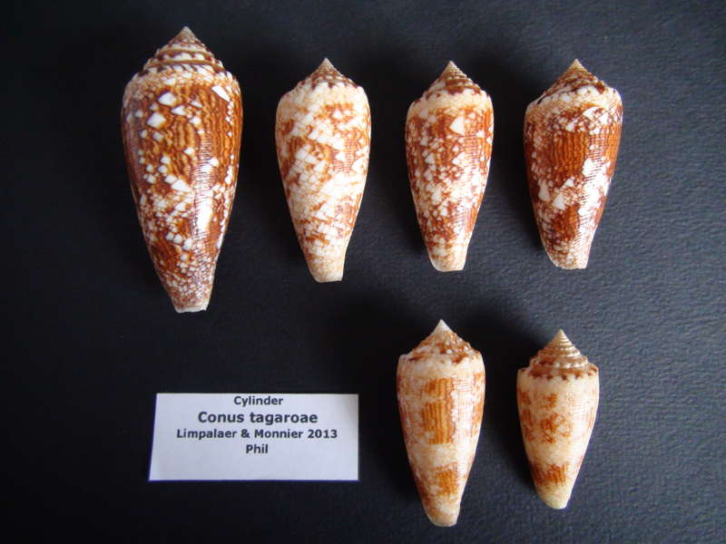 Conus (Cylinder) tagaroae - (Limpalaër & Monnier, 2013) - Page 2 Tagaro11