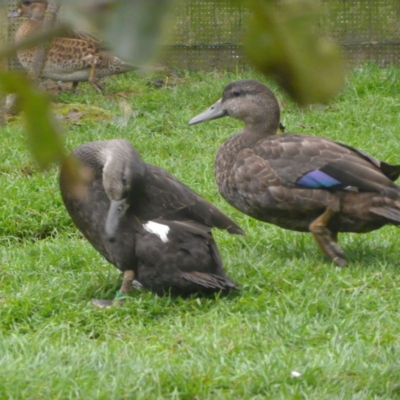 concours photo du mois d'avril  : en couple (canard uniquement ) Imgp3611