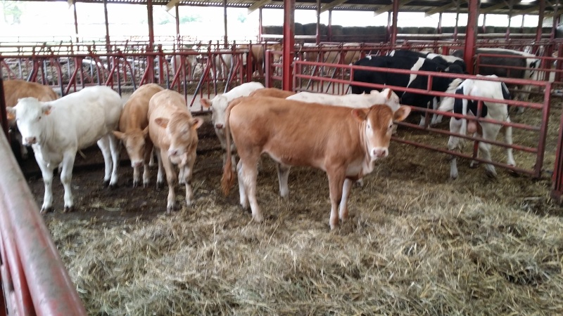 cherche génisses ou vaches pleines en blonde aquitaine 01410