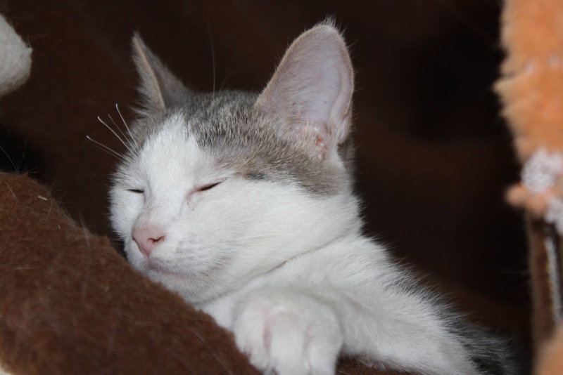 Jiji, femelle, 09.2014, silver tabby et blanche Jiji210