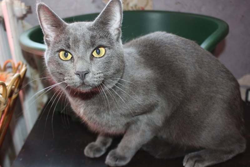 Luko, mâle, 14.07.2014, bleu chartreux Luko110