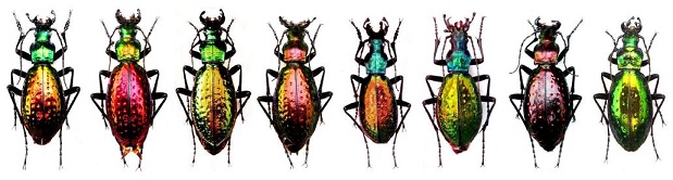 Variations de C. rutilans Rutila12